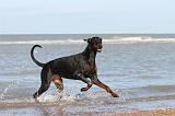 DOBERMANN 013